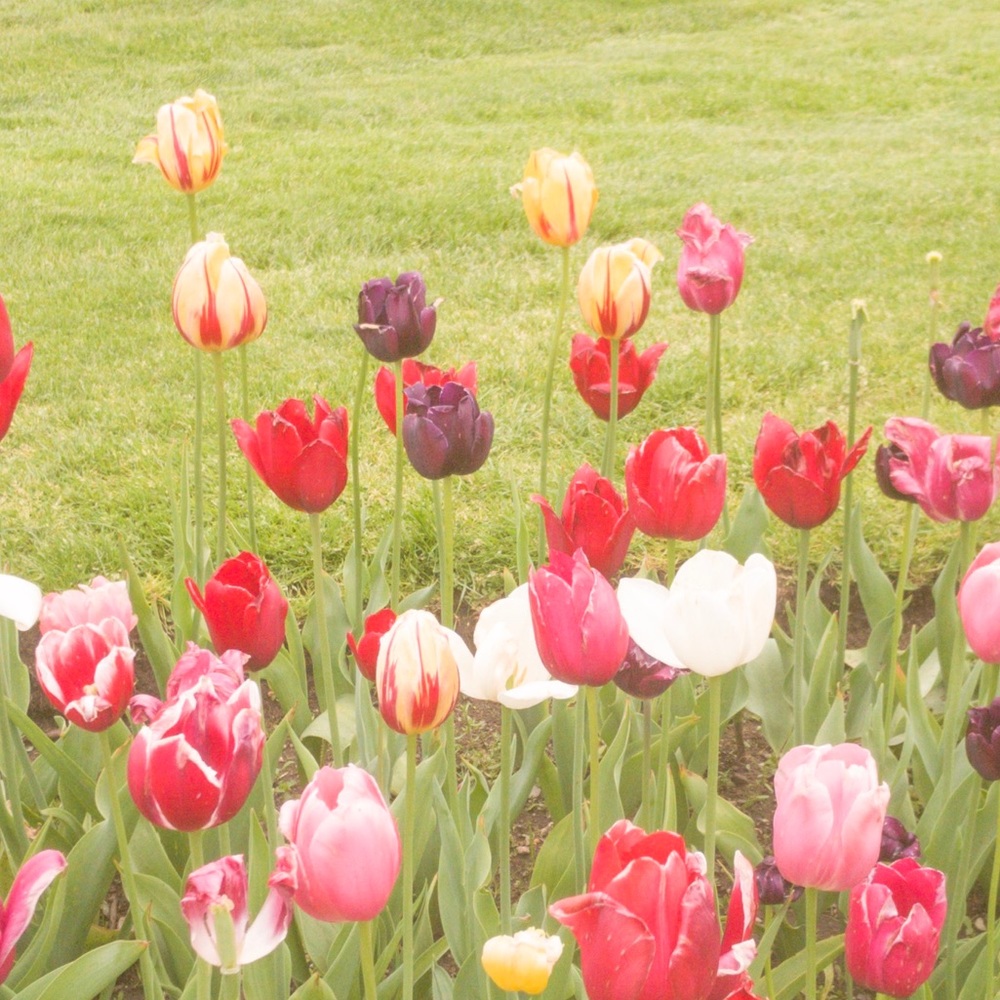 Meet your Posher, Mia